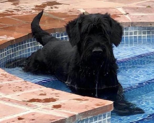 Alfa De Pomerland | Giant Schnauzer 