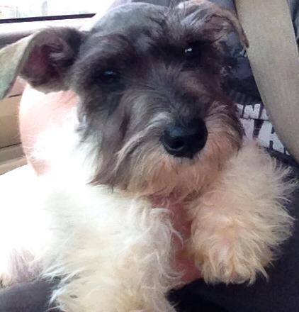 Windsong's Mystic Echo | Miniature Schnauzer 