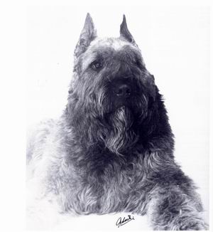 Cardo Vicomtesse v. Dafzicht | Bouvier des Flandres 