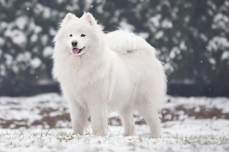 VIVIANNE OF JIP The Glow Of The Snowy Star | Samoyed 