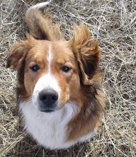 Spur of Prairie Creek | English Shepherd 