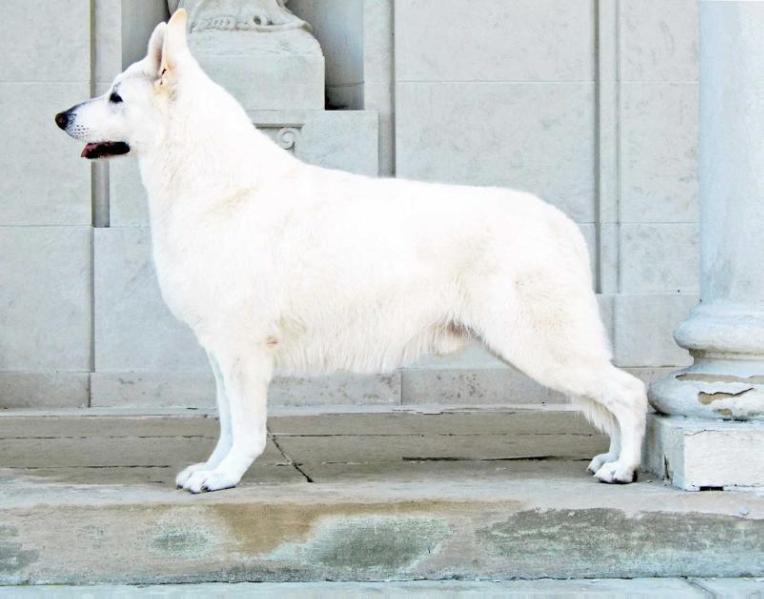 Royal Born to be Wild | White Swiss Shepherd Dog 