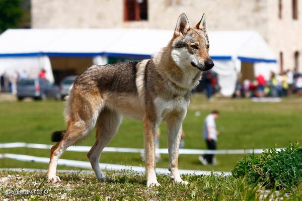 Erys Crying Wolf | Czechoslovakian Wolfdog 