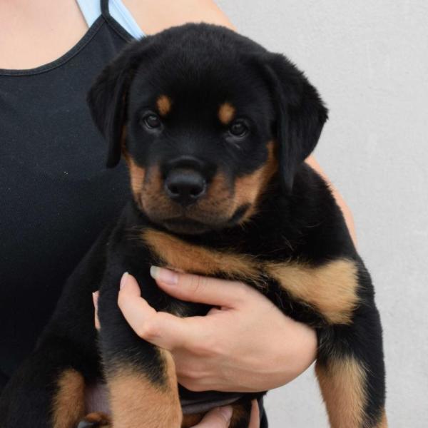 Rhaena vom Drachenheim | Rottweiler 