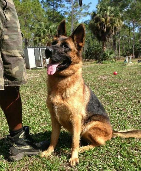 Gisy von der Edelquelle | German Shepherd Dog 