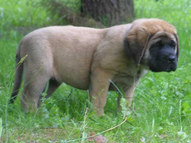 Diamond-Pearl Assisi | Mastiff 