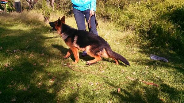 Bolok Von der Casa Blanca | German Shepherd Dog 