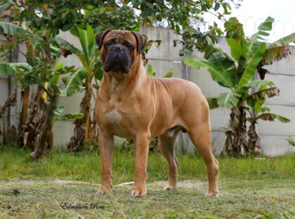 Russell Jack | Bullmastiff 