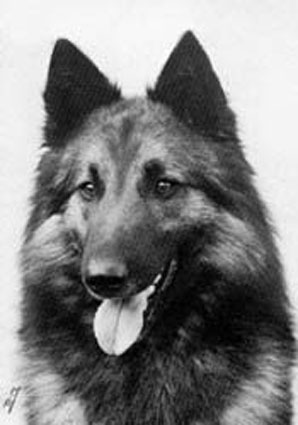 Caprice du Clos Saint Clair | Belgian Tervuren 