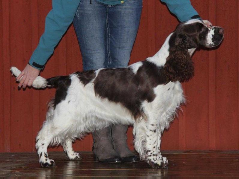 Foxberryhills Bliss To Be The Jewel | English Springer Spaniel 