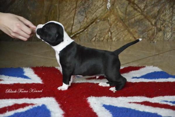 AMBASSADOR Black Fame | American Staffordshire Terrier 