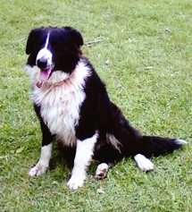 Cox's Shep | English Shepherd 