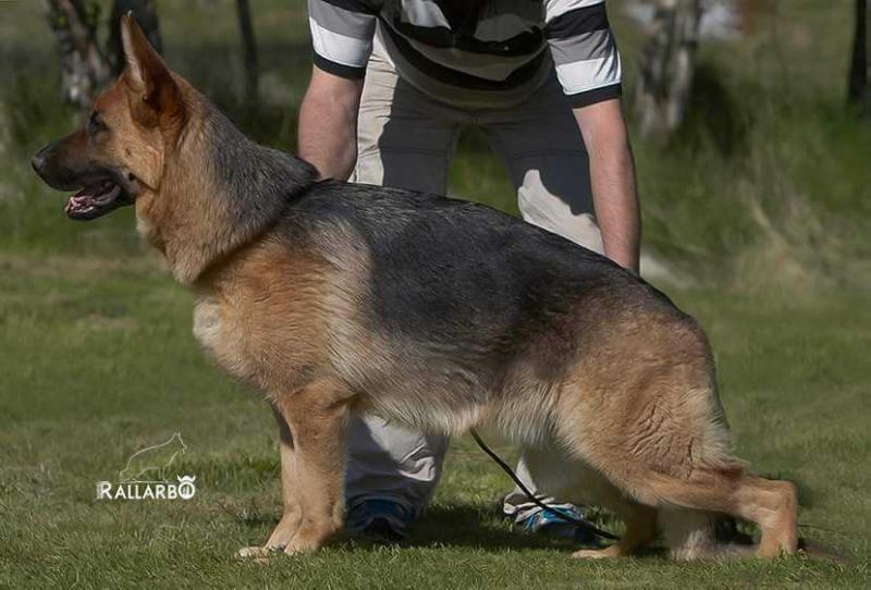 Rallarbo's Nemi | German Shepherd Dog 