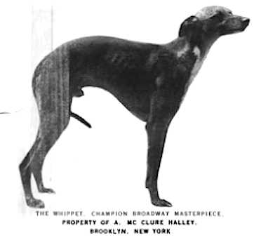 Broadway Masterpiece | Whippet 