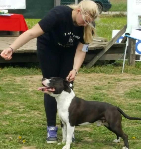 JOHNNY BLACK DIVA STING | American Staffordshire Terrier 