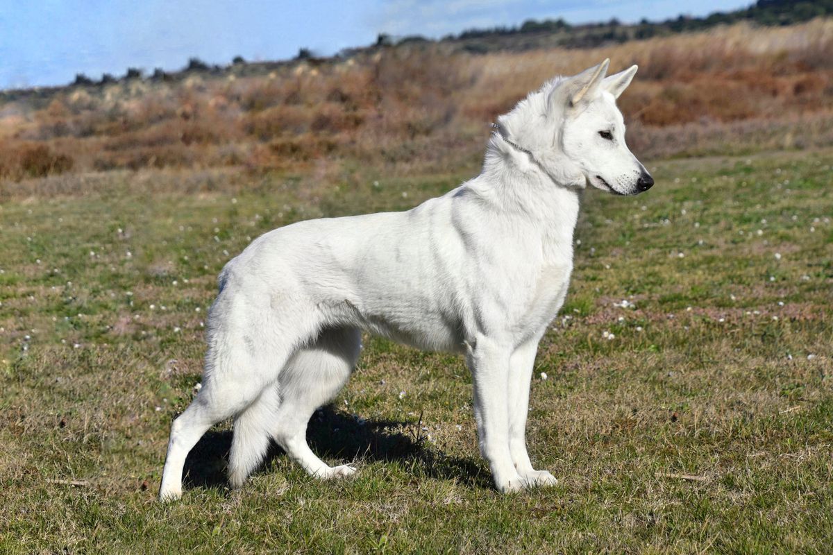 Pure White Wolf Laika de la Lobiera Blanca | White Swiss Shepherd Dog 