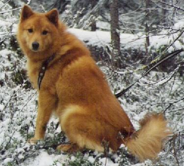 Rico | Finnish Spitz 