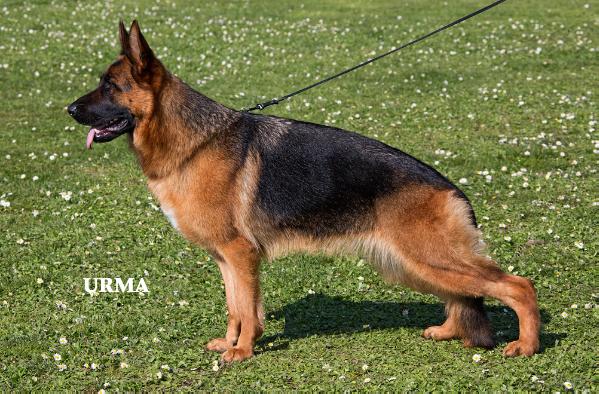 Chery von Fedelia | German Shepherd Dog 