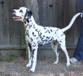 Aberdeen's Goodness Gracious | Dalmatian 