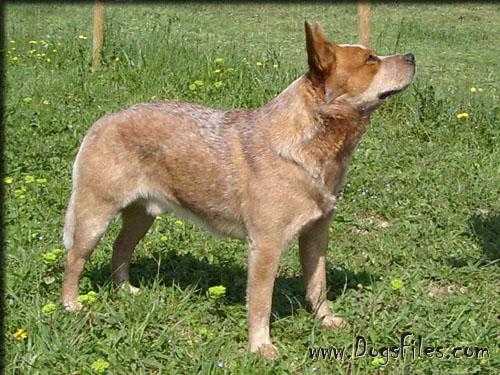 LANDMASTER PROMIDED LAND | Australian Cattle Dog 
