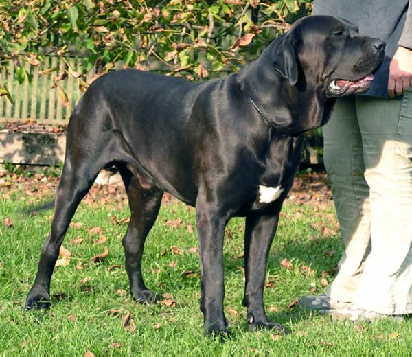 El Diablo Eduardo ze Šakalího dvora | Fila Brasileiro 