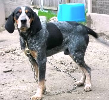 Hollands Little Jake | Bluetick Coonhound 