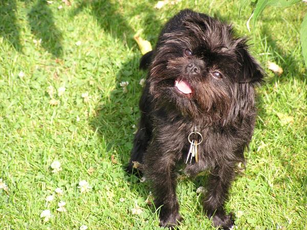 Treulieb¿s Arad | Affenpinscher 