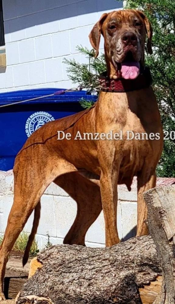 Fasstari Bright Crystal | Great Dane 
