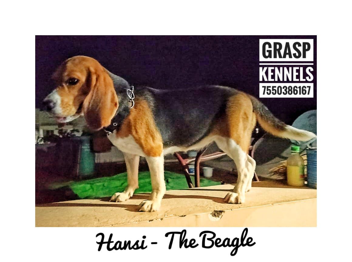 Hansi | Beagle 