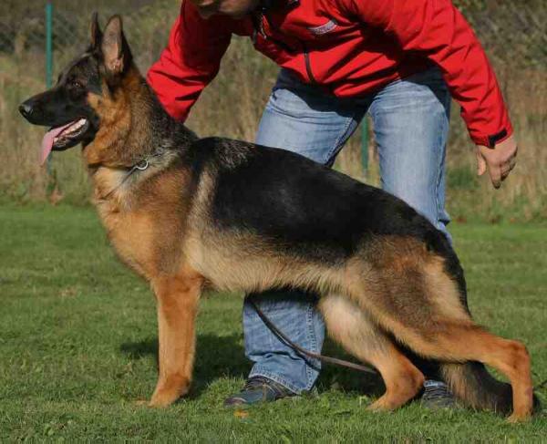 Femi von Babylon | German Shepherd Dog 