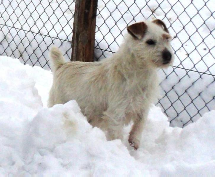 MAGAN | Jack Russell Terrier 