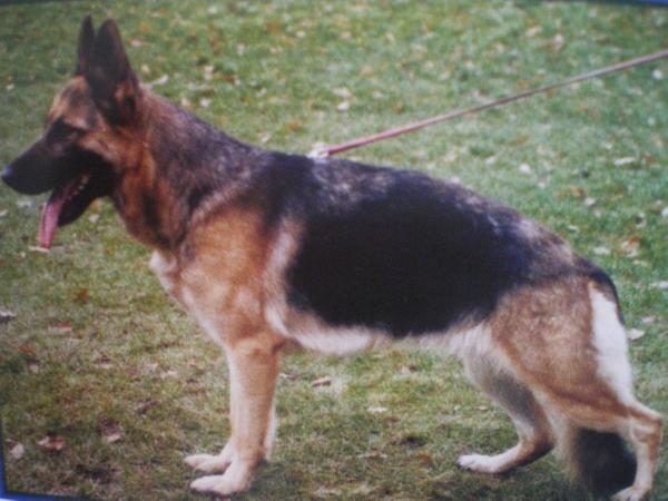 Vina von der Baiertalerstraße | German Shepherd Dog 