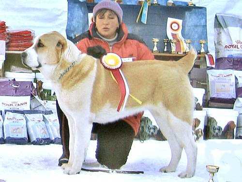 Bayburi Shandi Bashir | Central Asian Shepherd Dog 