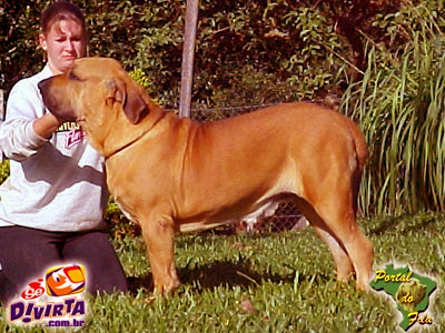 Roca Hortencia do Bronquinha | Fila Brasileiro 