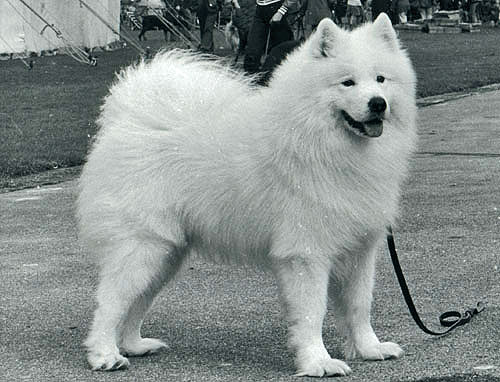 Novaskaya Silva Solo | Samoyed 