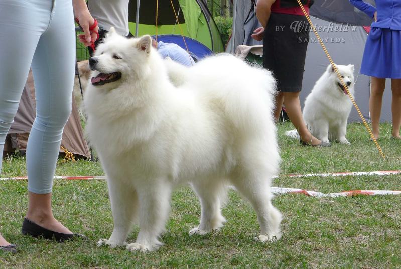 REIKA HONEY The Glow Of The Snowy Star | Samoyed 