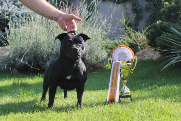 Dream Light Domino Flash | Staffordshire Bull Terrier 