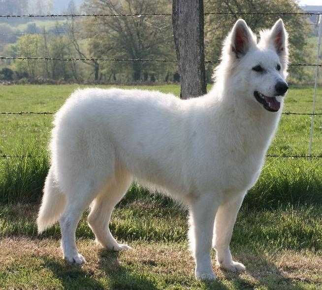 Dream White du Domaine du Chêne au Loup | White Swiss Shepherd Dog 