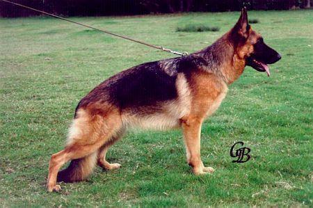 Ginger vom Blickfeuer | German Shepherd Dog 