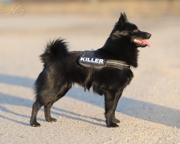 Indy Taien | Schipperke 