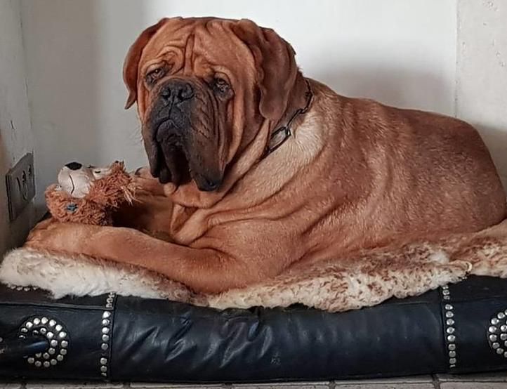 Nanak Dogue Force One | Dogue de Bordeaux 