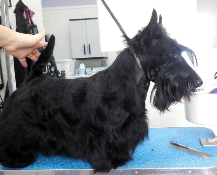 Majesco Dapper Dan | Scottish Terrier 