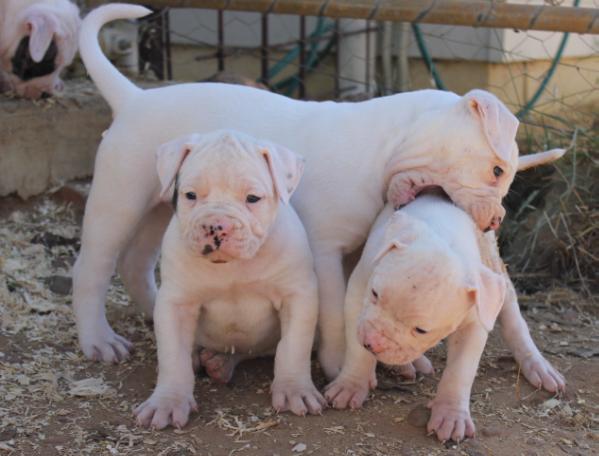 Cyclone Kyuss | American Bulldog 