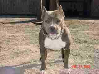 DIVITA'S JO-JO COOL | American Pit Bull Terrier 