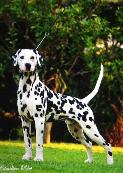 Whitecap VM Harts Jake | Dalmatian 