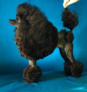 Lortoyall Ebony Rose | Poodle 