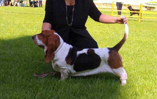 BASSBUTTERFLY OSSIDIANAARCOBALENO | Basset Hound 