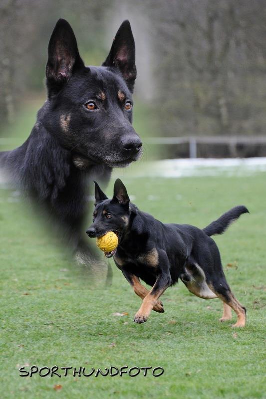 Flik van de Leibeekhoeve | Belgian Malinois 