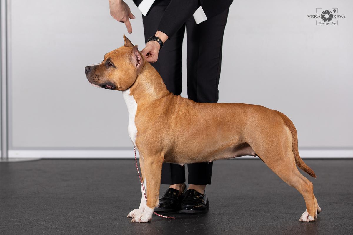 CORA CANDY RINGSTAR | American Staffordshire Terrier 