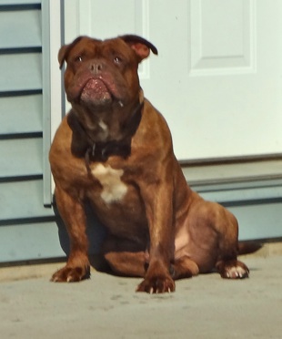 Gargoyle's Axel | Olde English Bulldogge 